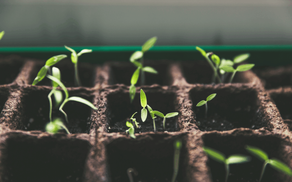 We Plant Seeds Curriculum